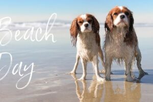 Playas de Cádiz que admiten perros