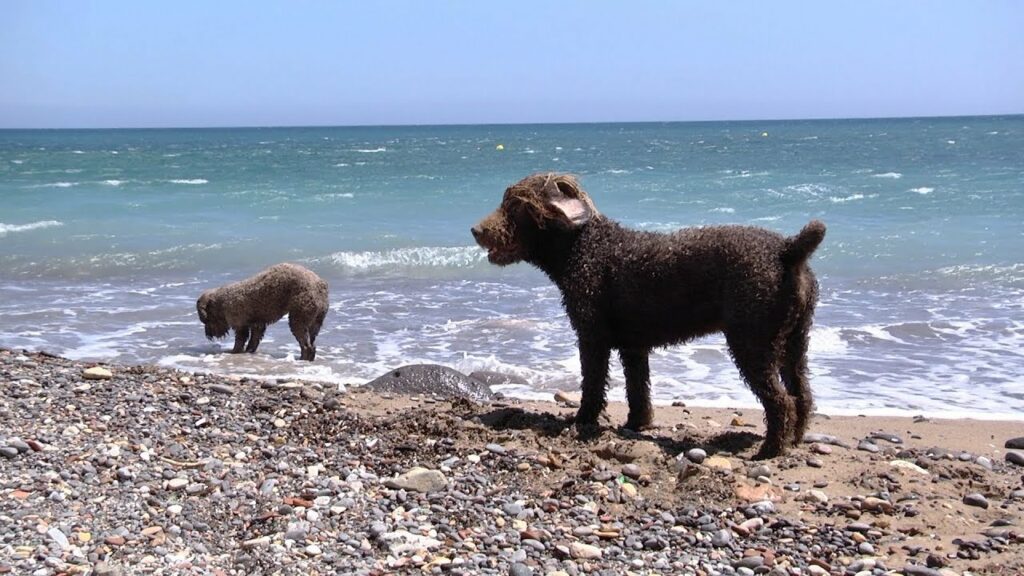 Playas para perros en Vejer de la Frontera